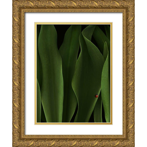 Coccinelle Gold Ornate Wood Framed Art Print with Double Matting by Hummel, Jeffrey