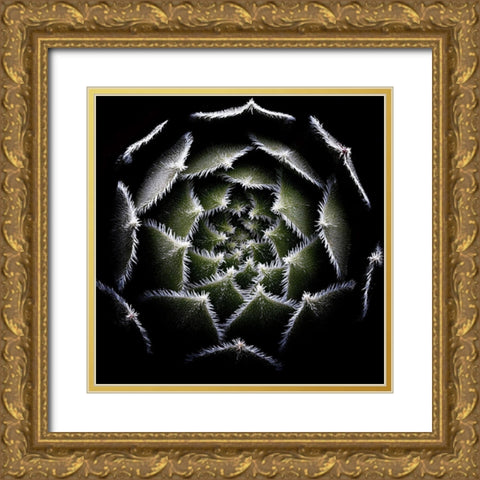 Sempervivum Rosette Gold Ornate Wood Framed Art Print with Double Matting by Mozqueda, Victor