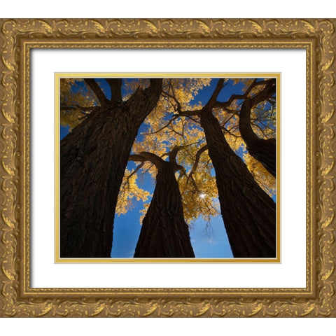 Cotton Woods Gold Ornate Wood Framed Art Print with Double Matting by Dou, Shenshen