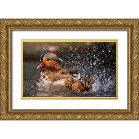Mandarin Duck Gold Ornate Wood Framed Art Print with Double Matting by Tjandra, C.S.