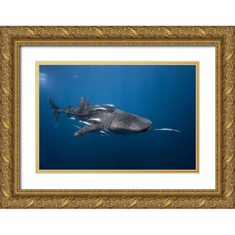 Whale Shark Gold Ornate Wood Framed Art Print with Double Matting by Gabriel, Barathieu