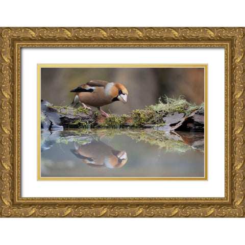 Narcissus Gold Ornate Wood Framed Art Print with Double Matting by Pozzi, Marco