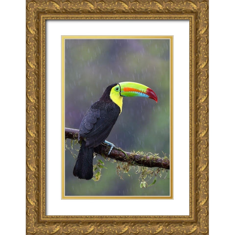 Keel-Billed Toucan - Costa Rica Gold Ornate Wood Framed Art Print with Double Matting by Cumming, Jim