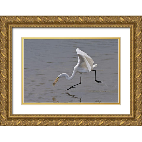 Great Egret Gold Ornate Wood Framed Art Print with Double Matting by Cooper, Ray