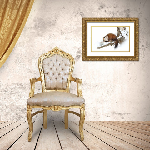 Pine Marten - Algonquin Park Gold Ornate Wood Framed Art Print with Double Matting by Cumming, Jim