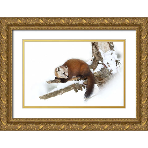 Pine Marten - Algonquin Park Gold Ornate Wood Framed Art Print with Double Matting by Cumming, Jim