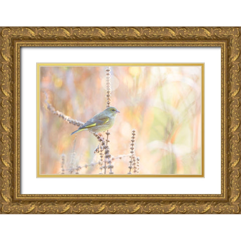 Green Finch Gold Ornate Wood Framed Art Print with Double Matting by Willaert, Erik