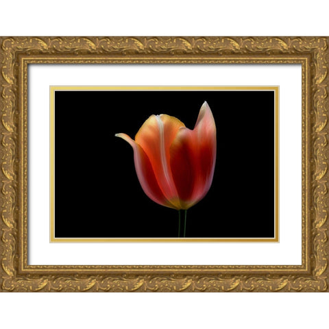 French Tulip Gold Ornate Wood Framed Art Print with Double Matting by Gronkjar, Lotte