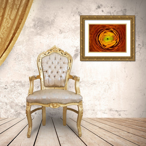Ranunculus Asiaticus Gold Ornate Wood Framed Art Print with Double Matting by Mozqueda, Victor