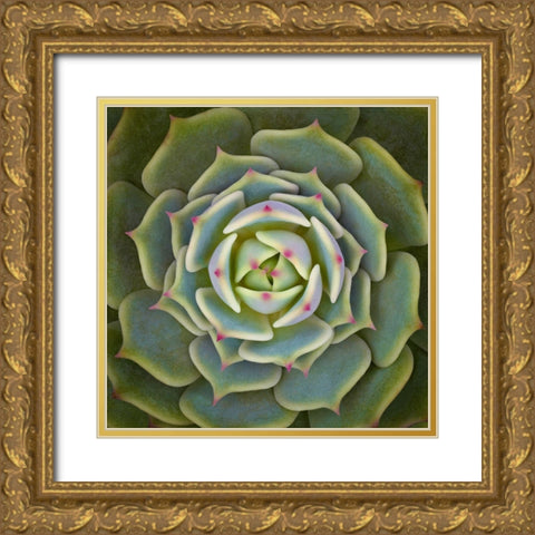 Echeveria Ben Badis Gold Ornate Wood Framed Art Print with Double Matting by Mozqueda, Victor
