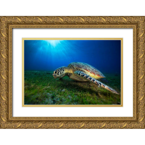 Green Turtle Gold Ornate Wood Framed Art Print with Double Matting by Gabriel, Barathieu