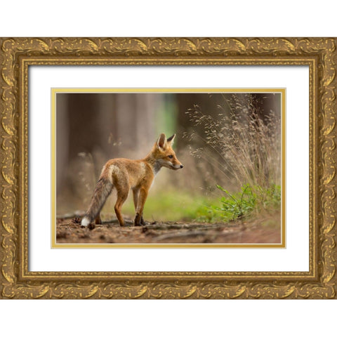 Red Fox Gold Ornate Wood Framed Art Print with Double Matting by Zygmunt, Milan