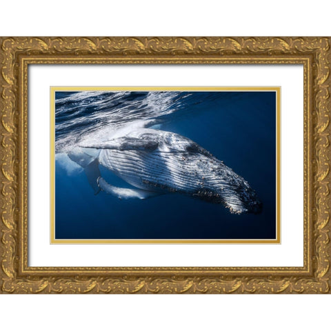 The Whale Gold Ornate Wood Framed Art Print with Double Matting by Gabriel, Barathieu