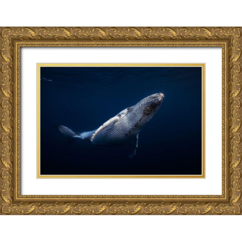 Humpback Whale Gold Ornate Wood Framed Art Print with Double Matting by Gabriel, Barathieu