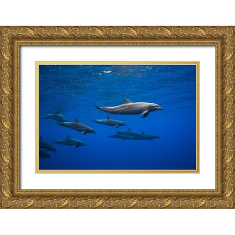 Dolphins Gold Ornate Wood Framed Art Print with Double Matting by Gabriel, Barathieu
