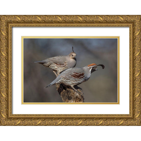 Honey-You Go First Gold Ornate Wood Framed Art Print with Double Matting by Barsh, Greg