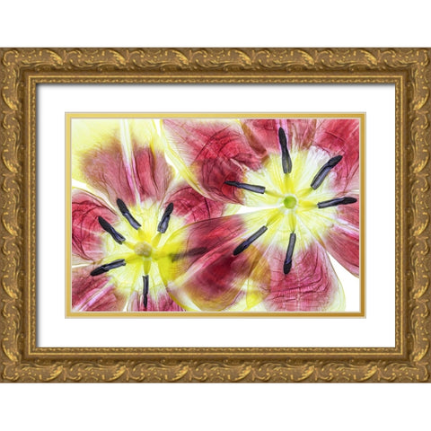 Tulips Gold Ornate Wood Framed Art Print with Double Matting by Disher, Mandy