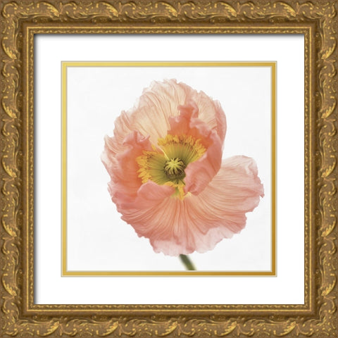 Poppy Gold Ornate Wood Framed Art Print with Double Matting by Gronkjar, Lotte