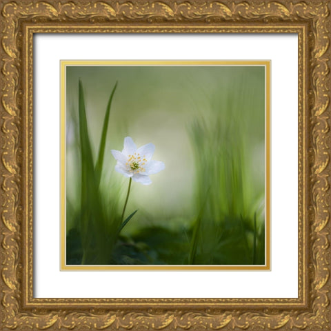 Alone......... Gold Ornate Wood Framed Art Print with Double Matting by Haaksma, Piet