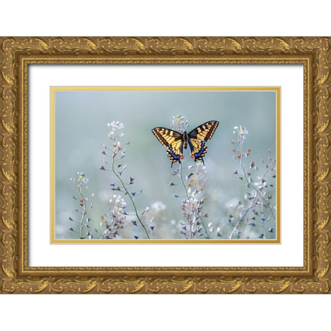 Swallowtail Beauty Gold Ornate Wood Framed Art Print with Double Matting by Sabol, Petar