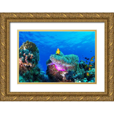 Sea Life Gold Ornate Wood Framed Art Print with Double Matting by Marchegiani, Roberto