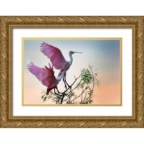 Two Roseate Spoonbills Gold Ornate Wood Framed Art Print with Double Matting by Chang, Phillip