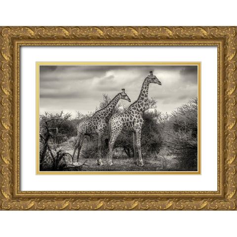 Two Giraffes Gold Ornate Wood Framed Art Print with Double Matting by Scheid, Henrike