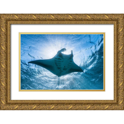 Manta Ray Gold Ornate Wood Framed Art Print with Double Matting by Gabriel, Barathieu