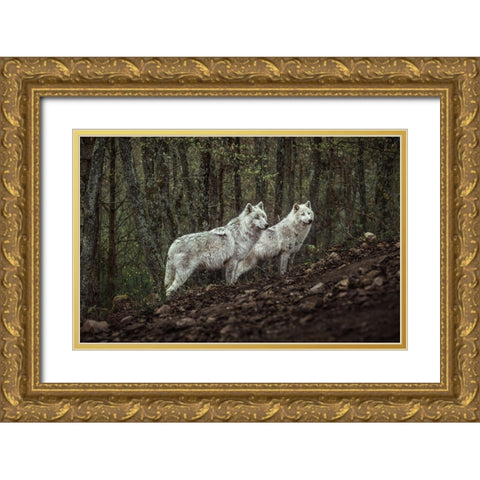 Meeting With White Wolves Gold Ornate Wood Framed Art Print with Double Matting by Siri, Ronan