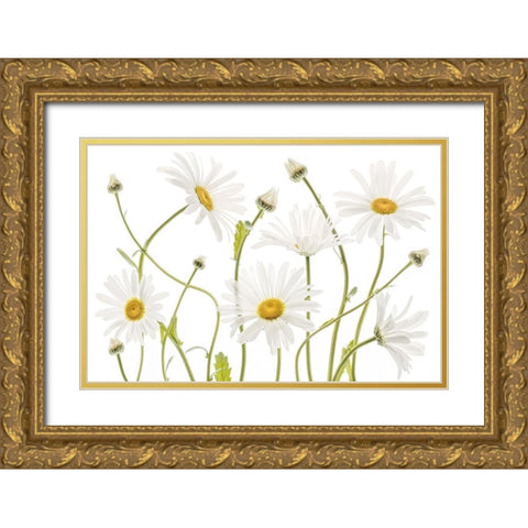 Ox Eye Daisies Gold Ornate Wood Framed Art Print with Double Matting by Disher, Mandy