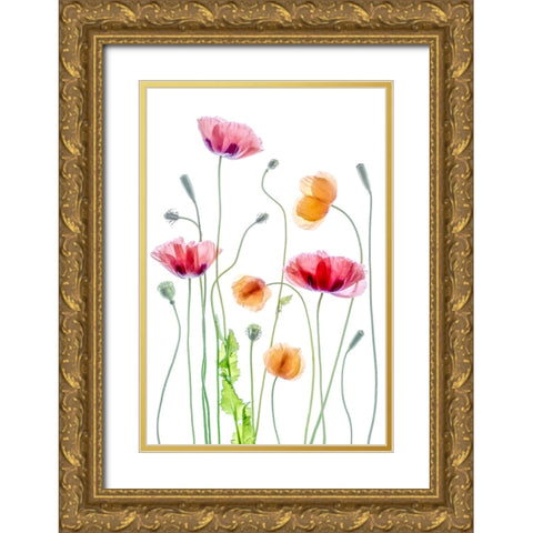 Poppies Gold Ornate Wood Framed Art Print with Double Matting by Disher, Mandy