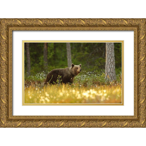 Brown Bear Gold Ornate Wood Framed Art Print with Double Matting by Gavra, Assaf