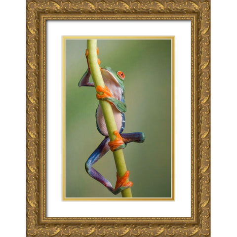 Ascending Gold Ornate Wood Framed Art Print with Double Matting by Schneider, Cheryl