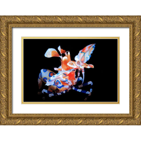 Harlequin Shrimp Gold Ornate Wood Framed Art Print with Double Matting by Gabriel, Barathieu