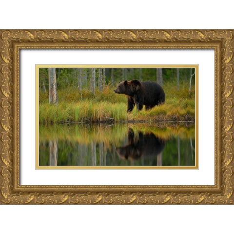 Bear And Fish *** Gold Ornate Wood Framed Art Print with Double Matting by Gavra, Assaf