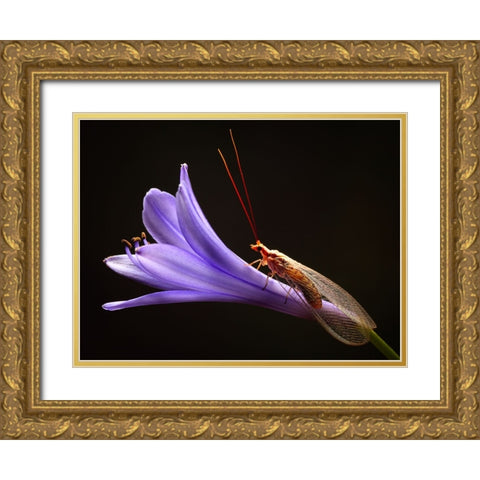 Lacewing Gold Ornate Wood Framed Art Print with Double Matting by Hoffman, Jimmy