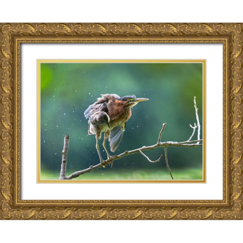 Green Heron Shaking Off Gold Ornate Wood Framed Art Print with Double Matting by Wang, Kevin