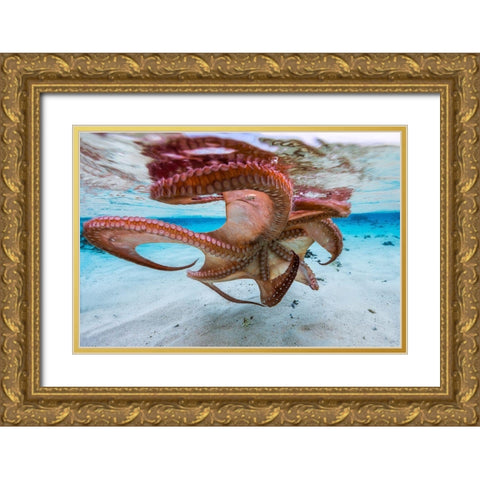 The Octopus Underside Gold Ornate Wood Framed Art Print with Double Matting by Gabriel, Barathieu