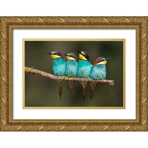Bee-Eater Resting Gold Ornate Wood Framed Art Print with Double Matting by Ortega, Xavier
