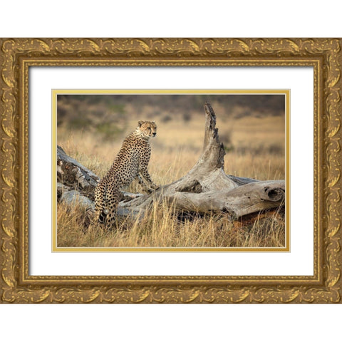 Strong Gold Ornate Wood Framed Art Print with Double Matting by Doyle, Renee