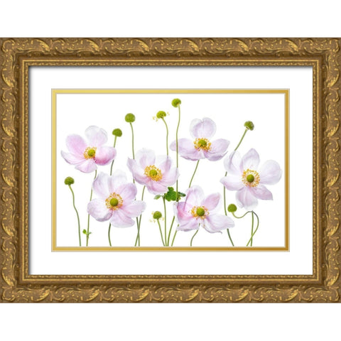 Japanese Anemones Gold Ornate Wood Framed Art Print with Double Matting by Disher, Mandy