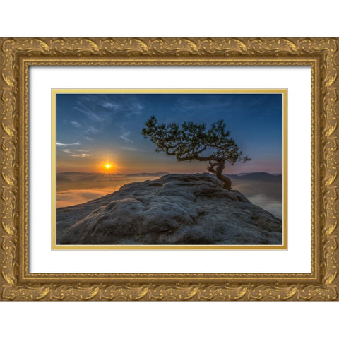 Old Pine Gold Ornate Wood Framed Art Print with Double Matting by Siegel, Thomas