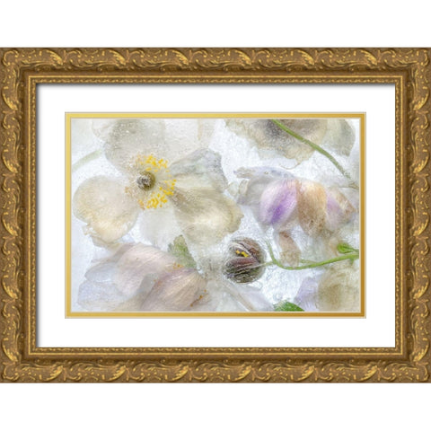 Anemone Frost Gold Ornate Wood Framed Art Print with Double Matting by Disher, Mandy