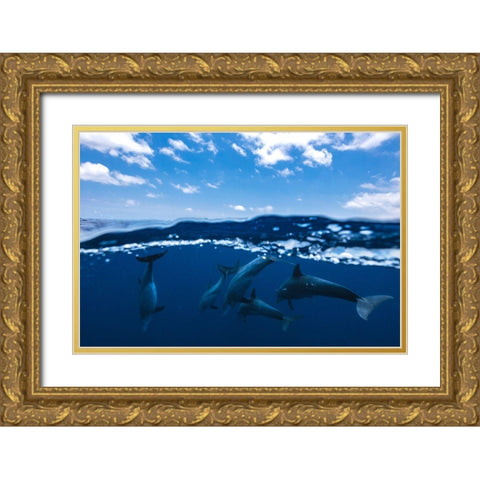 Between Air And Water With The Dolphins Gold Ornate Wood Framed Art Print with Double Matting by Gabriel, Barathieu