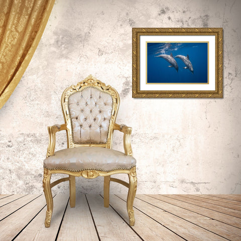 Two Bottlenose Dolphins Gold Ornate Wood Framed Art Print with Double Matting by Gabriel, Barathieu