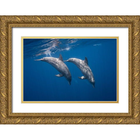 Two Bottlenose Dolphins Gold Ornate Wood Framed Art Print with Double Matting by Gabriel, Barathieu