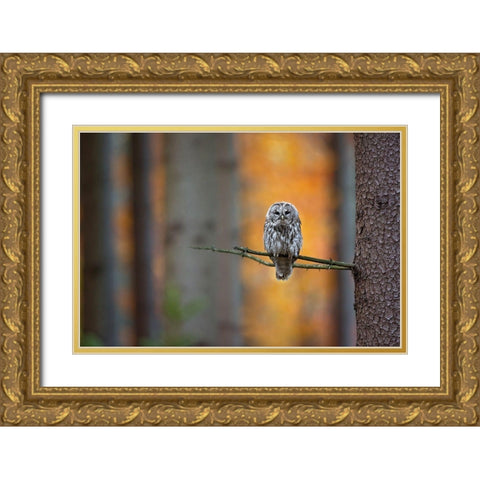Tawny Owl Gold Ornate Wood Framed Art Print with Double Matting by Zygmunt, Milan