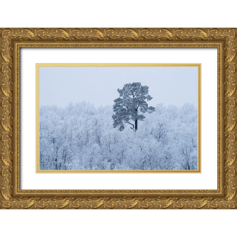 First Snow Gold Ornate Wood Framed Art Print with Double Matting by Kharitonov, Alexey