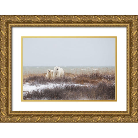 Mother A Cubs At The Seaside Gold Ornate Wood Framed Art Print with Double Matting by Pozzi, Marco