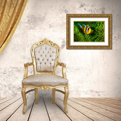 Yellow Clownfish On Green Anemon Gold Ornate Wood Framed Art Print with Double Matting by Gabriel, Barathieu